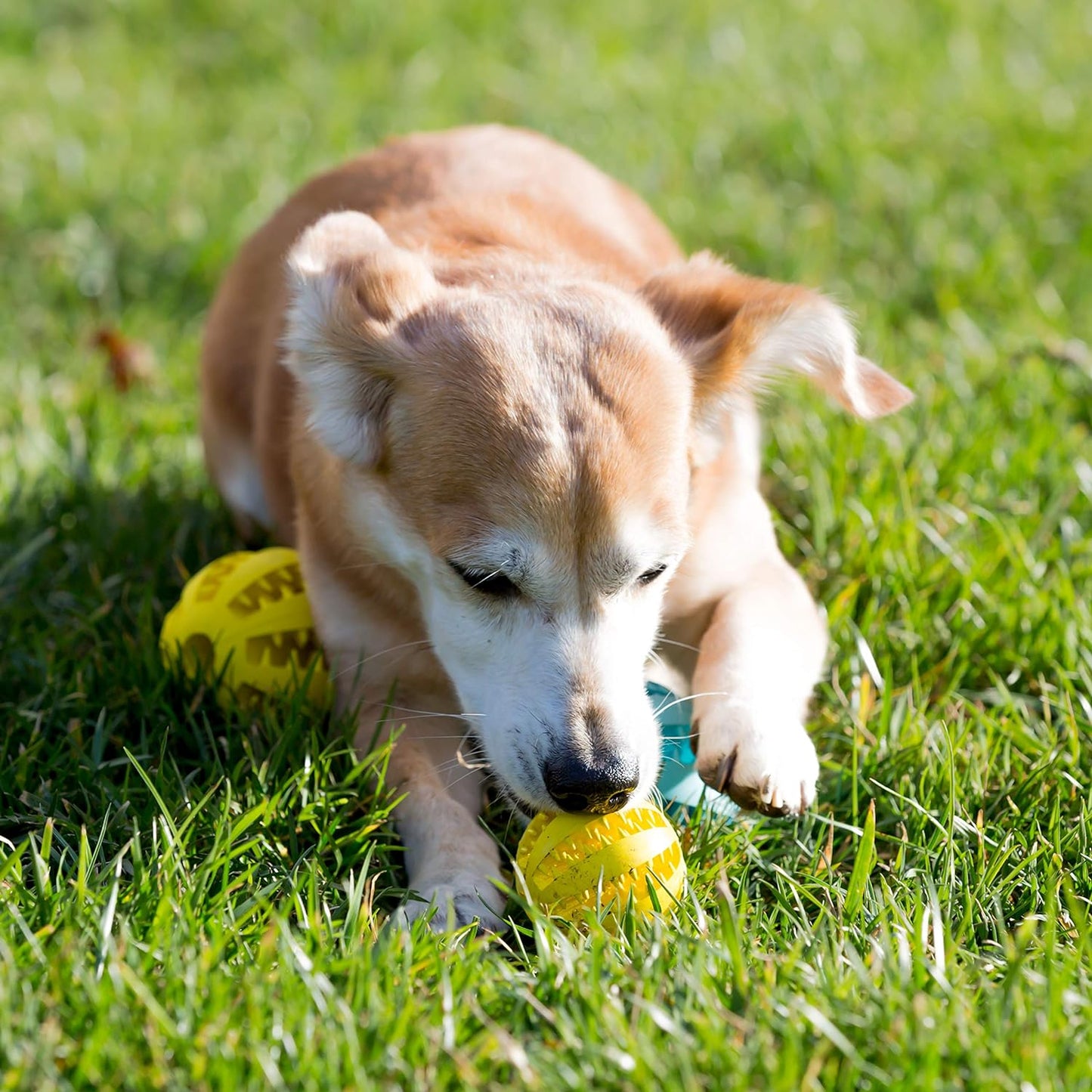 Non-Toxic Dog Ball, Dog Dental Cleaning, Treat Dispensing, Dog IQ Enhancement. Eco-Friendly Toy for Dogs